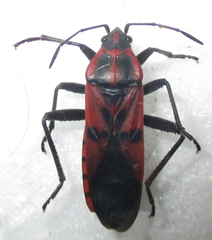 Spilostethus macilentus