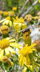 Copestylum marginatum