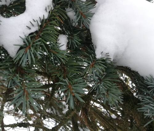 smrek pichľavý (Picea pungens)