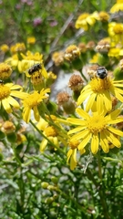 Copestylum marginatum