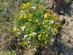 Senecio lyonii