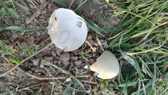 Phasianus colchicus