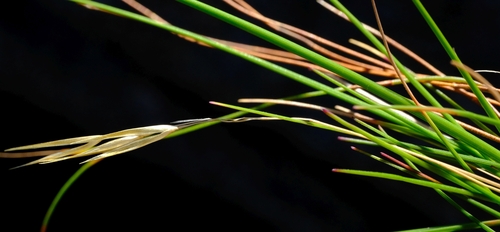 Pentameris uniflora