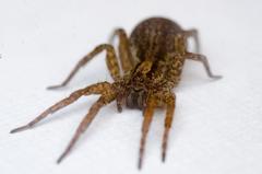 Varacosa