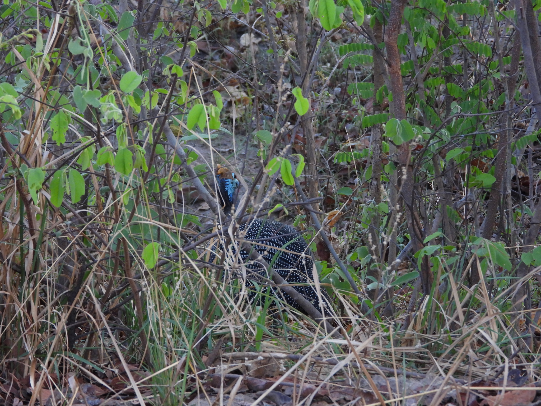 Helmeted Guineafowl
