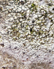Pertusaria pustulata