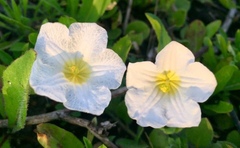 Nierembergia calycina