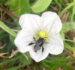 Nierembergia calycina