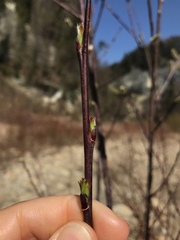 Salix daphnoides