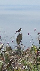 Artemisiospiza belli clementeae