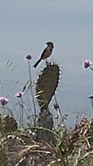 Artemisiospiza belli clementeae