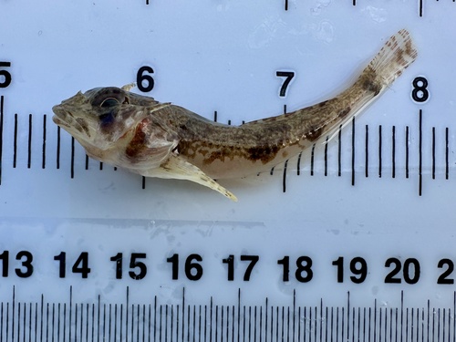 Yellowchin sculpin (Icelinus quadriseriatus) — Cottidae — 2