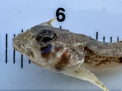 Yellowchin Sculpin photo 2