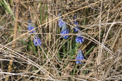 Muscari armeniacum