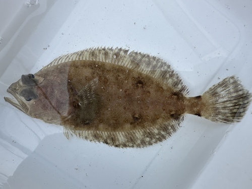 Bigmouth flounder (Hippoglossina stomata) — Paralichthyidae — 3