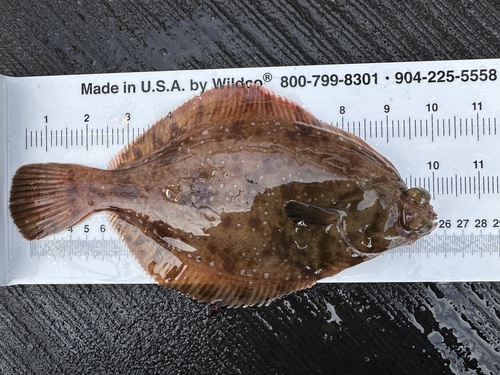 Hoornkop-bot (Pleuronichthys verticalis) — Pleuronectidae — 2