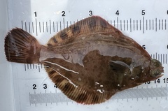 Hornyhead Turbot photo 4
