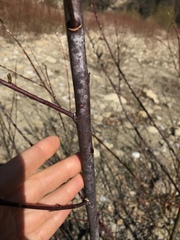 Salix daphnoides