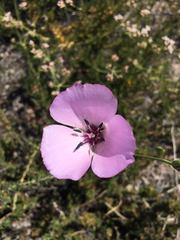 Calochortus splendens