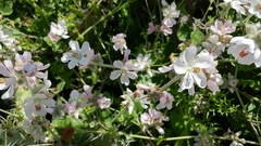 Malacothamnus clementinus