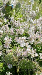 Malacothamnus clementinus