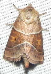 Lemmeria digitalis