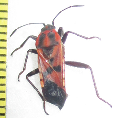Spilostethus macilentus