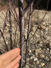 Salix daphnoides