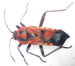 Spilostethus macilentus
