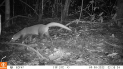 Black-Footed Mongoose photo 2