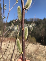 Salix daphnoides
