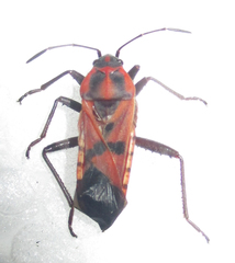 Spilostethus macilentus