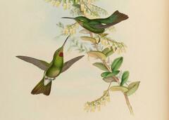 Pink-Throated Brilliant photo 3