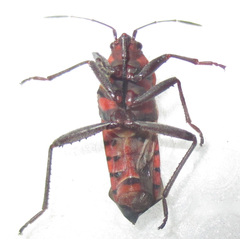 Spilostethus macilentus