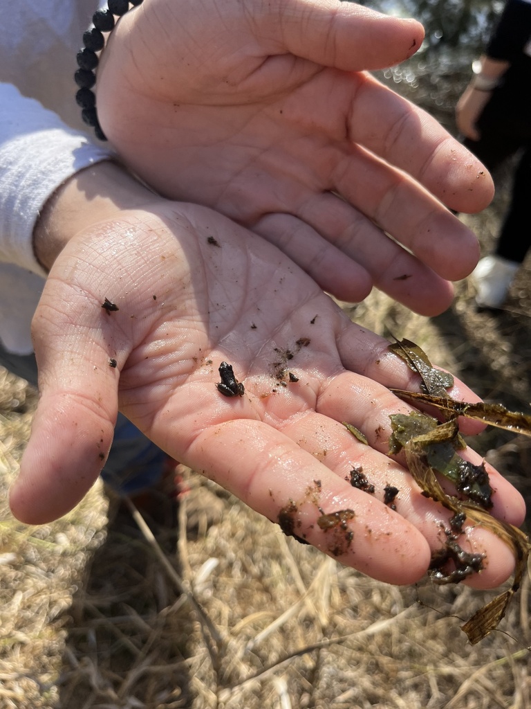 Southern Cricket Frog from Apalachicola National Forest, Tallahassee, FL, US on November 29