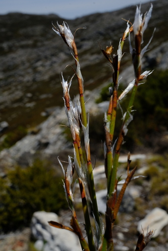 Stubby Capereed (Restio peculiaris)