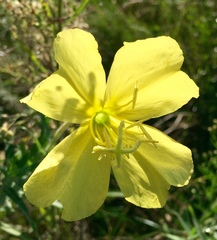 Oenothera affinis