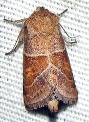 Lemmeria digitalis