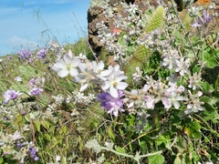 Malacothamnus clementinus