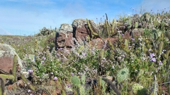 Malacothamnus clementinus