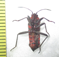 Spilostethus macilentus