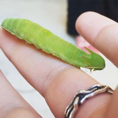 Charaxes
