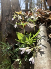 Cardamine angustata