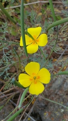 Eschscholzia ramosa