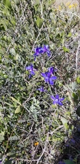 Delphinium scaposum