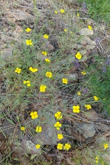 Eschscholzia ramosa