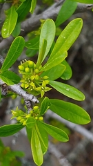 Rhamnus oleoides