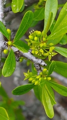 Rhamnus oleoides