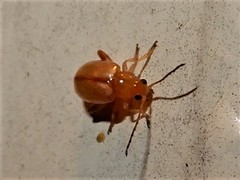 Longitarsus jacobaeae