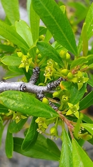 Rhamnus oleoides